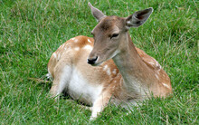 View Of A Cute Deer Lying On The Grass In The Forest On A Sunny Day