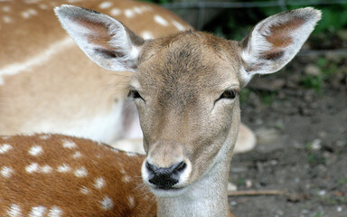 Poster - View of a cute deer lying on the grass in the forest on a sunny day