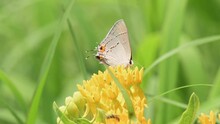 Tiny Gray Hairstreak Butterfly Feeding On A Bright Yellow Butterflyweed Flowers On A Sunny Summer Meadow