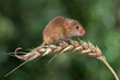 Harvest Mouse (Micromys minitus) on an ear of wheat