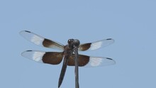 Beautiful Male Widow Skimmer Dragonfly Resting On An Antenna, Flying Off And Returning To The Same Spot Twice; Against Blue Summer Sky