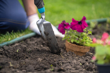 Wall Mural - A closeup of hands of a young farmer with a seedling in a peat pot