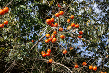 Persimmon Fruit , Ripe On The Tree. Wild Persimmon