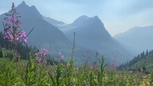 Fireweed Along Going To The Sun Road In Glacier National Park Montana
