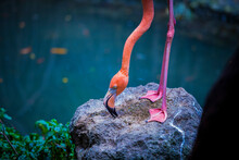 Close Up Of Flamingo Eating While Standing, Exotic Bird
