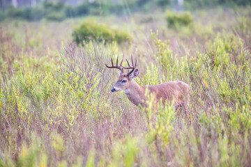 Wall Mural - deer in the grass