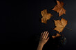Orange pumping on black background with leaves and black pumping.  Hand with spider. Aesthetic copy space bacground.
