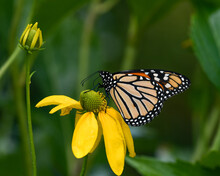 Monarch Butterfly Feeding And Pollinating A Rudbeckia Flower