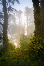 Morning Fog Drifts Through A Cypress Grove, San Francisco, California