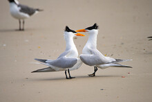 Royal Terns Courting