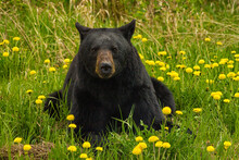 A Black Bear Stops To Lay In A Bed Of Flowers In The Yukon.