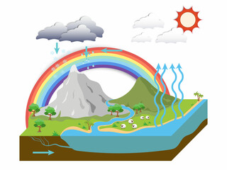 Wall Mural - the water cycle illustration infographic, Natural phenomena in the meadow with rainbow. vector esp10