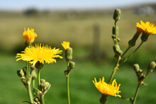 A Close Up Image Of Several Tall Yellow Sow Thistle Plants In Full Bloom. 