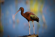 Glossy Ibis Perched On Wood