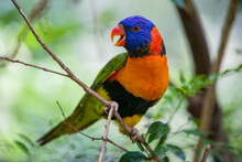 The Red-collared Lorikeet (Trichoglossus Rubritorquis) Is A Species Of Parrot Found In Wooded Habitats In Northern Australia