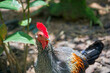 The male grey junglefowl (Gallus sonneratii). It is one of the wild ancestors of domestic fowl together with the red junglefowl and other junglefowls.
This species is endemic to India.