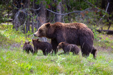 Grizzly Bear Leading Her Cubs Across A Small Hilltop. Grand Teton National Park, Wyoming