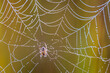 © Tandem Stock - A spider and morning dew on a spider web in New York's Adirondack Mountains.