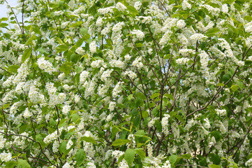 Sticker - Blooming white lilac bush.