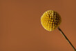 A single yellow craspedia flower on brown background with copy space . The craspedia is in the daisy family commonly known as billy buttons, woollyheads, and also sunny balls.