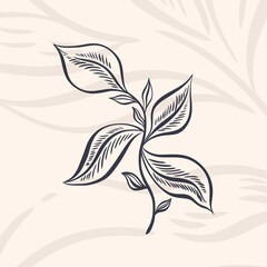 Wall Mural - Plant nature hand drawn. Floral botanical element.Elegante vintage style.Isolated in white background.