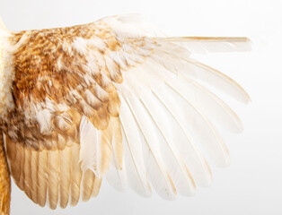 white and brown chicken wing on a light background