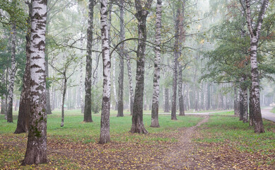 Fototapete - The first autumn fog in a birch grove in a city park