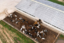 Farm With Cows And Pigs In The Village. Production Of Milk And Animal Husbandry Concept. Cow Dairy, Top View. Farm Animals And Agronomy. The Farm For Cattle. Cowsheds In The Field. Top View.