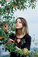 Sticker - young girl in a black dress  gathering a harvest of cherry tree