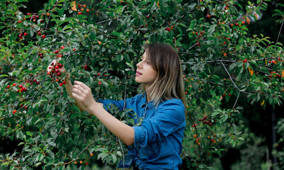 Sticker - young girl in a denim shirt  gathering a harvest of cherry tree