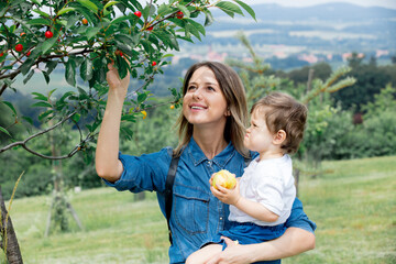 Sticker - mother and son are gathering a harvest of cherry tree