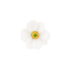 Wall Mural - anemone flower with white petals isolated on a white background top view