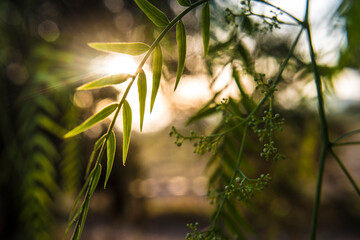 Wall Mural - False pepper leaves photographed at sunrise