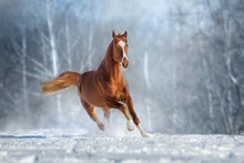 Red Horse Run Gallop In Winter Snow Wood Landscape
