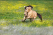 Buckskin horse free run in stipa and flowers meadow