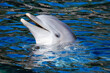 Ein freundlicher Delphin schaut mit dem Kopf aus dem blauen Wasser (Blick, Portrait)