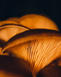 Forest Mushrooms at night	