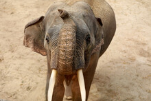 Beautiful Elephant In Zoo Enclosure. Exotic Animal