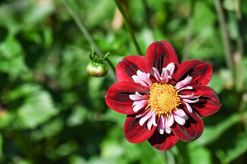 Sticker - jardin fleur flore couleur loisir rouge