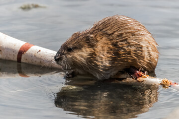 Wall Mural - otter in the water