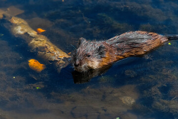 Sticker - wild boar in the water