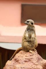 Sticker - Cute meerkat in zoo enclosure. Exotic animal