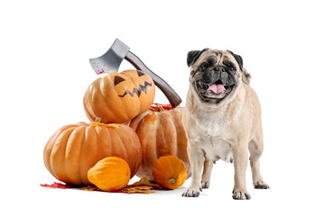 Cute pug dog with Halloween pumpkins on white background