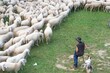 Sheep transhumance