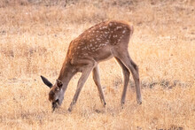 A Baby Deer Grazing In The Dry Grass In Autumn
