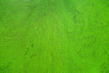 Water Surface Completely Covered By Green Duckweed (lemna Minor) And Other Aquatic Plants