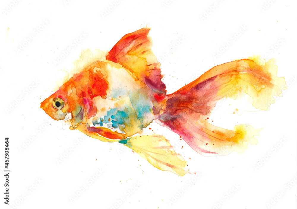ภาพประกอบ Stock 金魚, 夏休み, 水彩, 水彩画, 日本画, イラスト, 絵画, デザイン, 模様, 日本, 春, 夏, 秋, 冬, 自然 | Adobe Stock ภาพประกอบ Stock 金魚, 夏休み, 水彩, 水彩画, 日本画, イラスト, 絵画, デザイン, 模様, 日本, 春, 夏, 秋, 冬, 自然 | Adobe Stock