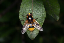 Hornet Mimic Hoverfly (volucella Zonaria) Perched On Green Leaf