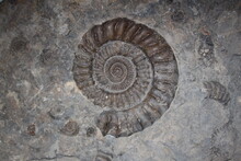 Spiral Ammonit Fossil