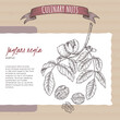 Juglans regia aka walnut tree branch and nuts sketch on cardboard background. Culinary nuts series.